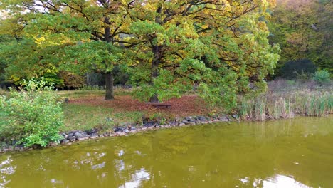 the-camera-slowly-moves-away-from-a-large-tree-that-grows-on-the-bank-of-a-pond-and-has-turned-green-in-autumn