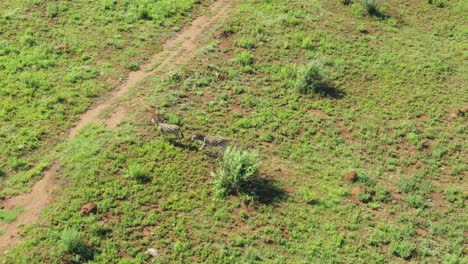 Zebra's-crossing-a-dirt-road-in-the-wild-drone-aerial