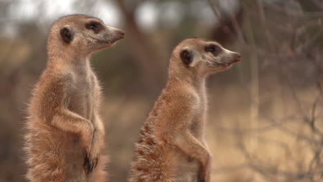 Close-up-of-two-meerkats-standing-upright-and-scanning-the-area-for-danger