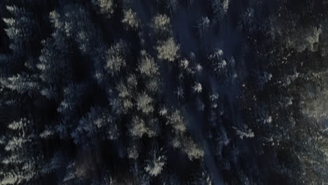 Aerial-of-frost-covered-conifer-trees-in-dense-forest