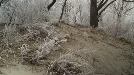 Frosty-grass-on-beach-sand,-foggy-day,-frozen-trees