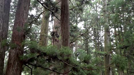 Looking-Up-At-Cedar-Trees-In-Koyasan-Forest-Slow-Motion-Pan-Left-Shot