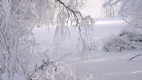 árboles-Viejos-Cubiertos-De-Nieve-En-Un-Día-De-Invierno-Frío-Sin-Gente-Material-De-Archivo-Video-De-Archivo