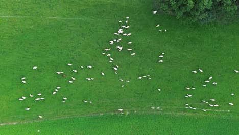 a-view-of-cows-grazing-in-a-green-meadow-from-above-the-whole-herd