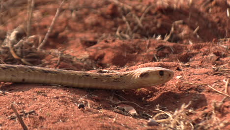 A-highly-venomous-Cape-cobra-slowly-slithers-over-the-red-sands-of-the-Kalahari