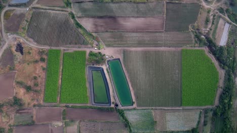 Top-view-of-grape-vineyard-agricultural-field-with-irrigation-pond,-Maharashtra,-India
