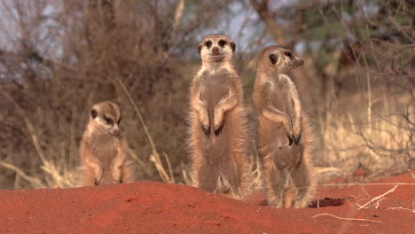 Close-up-of-meerkats-standing-upright-on-their-burrow-in-the-Kalahari