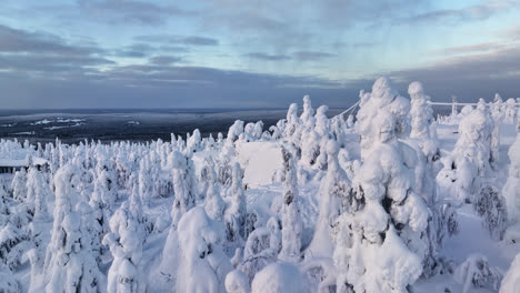 Drone-shot-over-snow-covered-forest,-sunset-in-Iso-Syote,-Lapland,-Finland