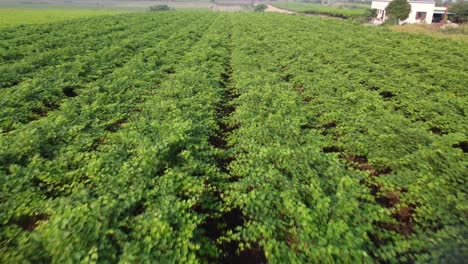 Drohne-Fliegt-über-Grüne-Reihen-Von-Traubenpflanzen,-Indisches-Traubenweinfeld
