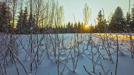 Thick-snow,-twigs-poking-through-with-bright-sunset-shining-through-conifer-trees