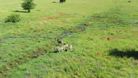 Zebra's-grazing-near-water-seeping-from-the-ground-in-the-wild-green-grass-plain