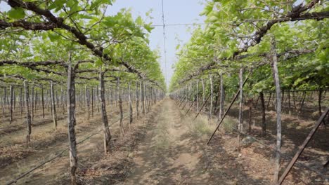 Rows-of-grape-plants,-Indian-grape-vineyards,-Grape-farming