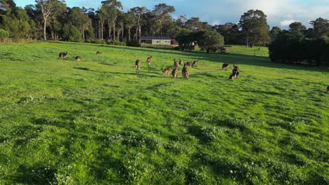 Zeitlupenaufnahme-Von-Kängurus,-Die-Durch-Grünes-Gras-Springen,-Australien
