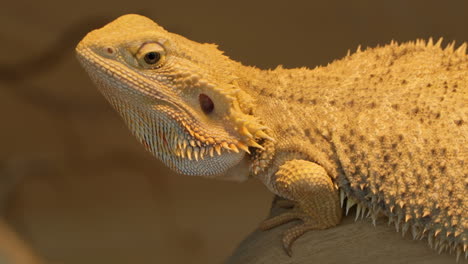 Pogona-Vitticeps-or-Bearded-Dragon-at-Australian-Desert-Close-up