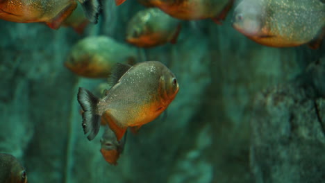 Schule-Von-Piranhas-Fischt-Unter-Wasser-In-Einem-Aquarium