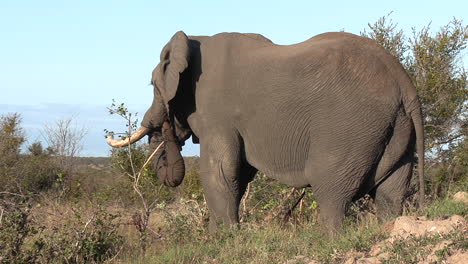 Großer-Elefantenbulle-Frisst-Einen-Kleinen-Baum-Und-Steckt-Sich-Mit-Seinem-Rüssel-Einen-Ast-Ins-Maul