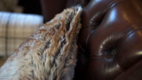 Faux-fur-pillow-sat-resting-on-a-dark-red-leather-arm-chair-in-old-fashioned-rustic-farm-house-close-up-with-movement-to-show-the-textures