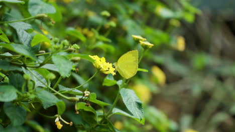 Eurema-Hecabe-O-Mariposa-Amarilla-De-Hierba-Común-Alimentándose-De-Arbusto-De-Lantana-Amarilla-En-El-Jardín-Botánico-Ecorium,-Corea-Del-Sur