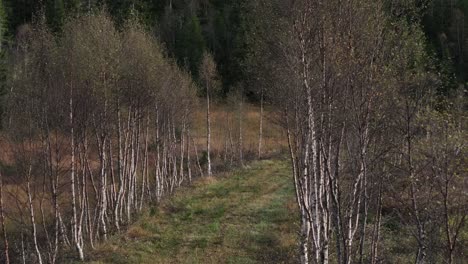 An-Empty-Trails-Lined-With-Bare-Plants-Near-Rural-Landscape