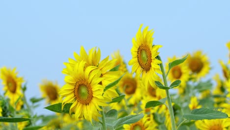 Camera-zooms-in-revealing-these-Common-Sunflowers-facing-the-morning-sun-and-the-lovely-sky,-Helianthus-annuus,-Thailand