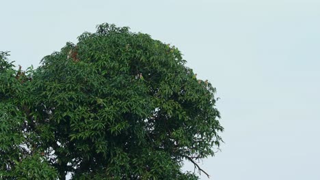Camera-zooms-out-revealing-this-mango-tree-with-these-Parakeets-perched-on-it,-Red-breasted-Parakeet-Psittacula-alexandri,-Thailand