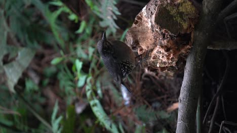 The-Sunda-thrush-is-a-species-of-bird-in-the-family-Turdidae