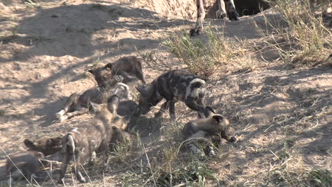 African-wild-dog-puppies-getting-rowdy-with-each-other-and-following-mom
