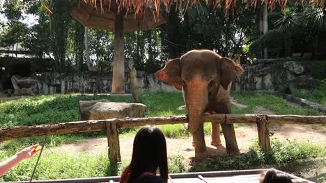 Elefant-Wedelt-Glücklich-Mit-Dem-Ohr,-Während-Die-Familie-Ihn-Mit-Einem-Stock-Hinter-Dem-Zoozaun-Füttert
