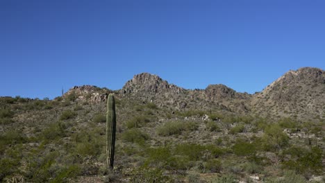 Pintoresco-Paisaje-Del-Desierto-De-Arizona-Con-Cactus-Y-Montañas