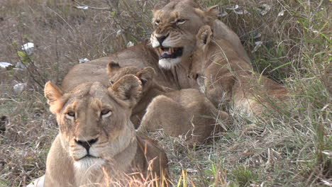 Junges-Löwenjunges-Nervt-Mutter-Wegen-Etwas,-Während-Bruder-In-Richtung-Kamera-Schaut