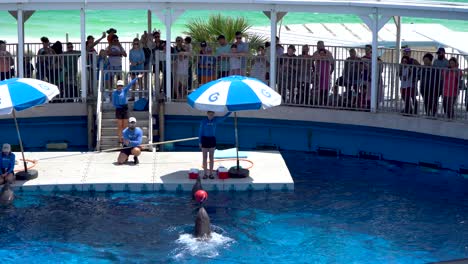 Espectáculo-De-Delfines-En-El-Parque-De-Aventuras-Marinas-Gulfarium-En-Destin-Fort-Walton-Beach,-Florida,-EE.UU.