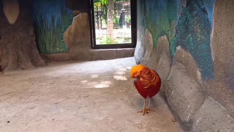 Chicken-with-beautiful-feathers-predominantly-yellow-and-red,-standing-their-cage