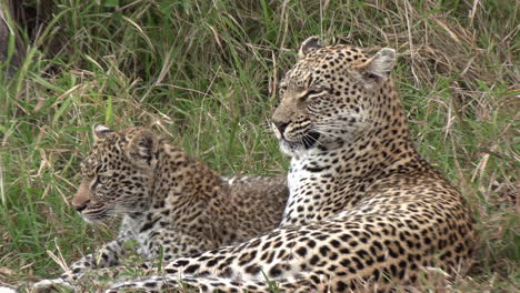 Ein-älterer-Leopard-Striegelt-Einen-Jüngeren-Leoparden,-Dabei-Bleibt-Etwas-In-Seinen-Zähnen-Stecken