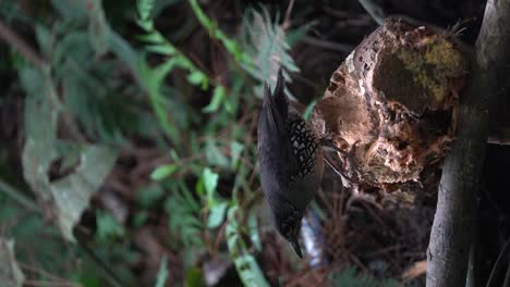 The-Sunda-thrush-is-a-species-of-bird-in-the-family-Turdidae