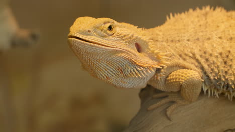 Pogona-Vitticeps-or-Bearded-Dragon-Head-Close-up-shot