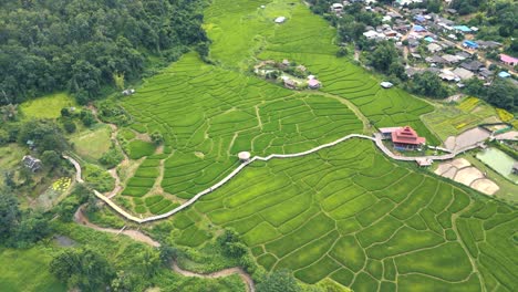 Aerial-drone-top-down-shot-over-green-rice-fields-along-the-slope-with-bamboo-bridge-at-Pai,-Mae-Hong-Son,-Thailand-on-a-cloudy-day