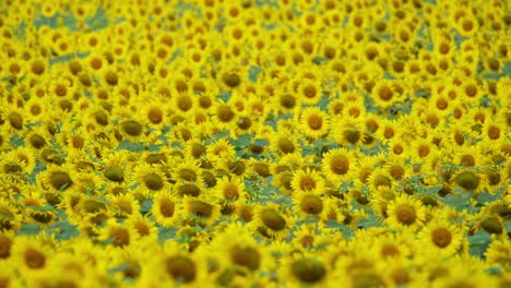 Sea-of-yellow-flowers-moving-in-unison-with-the-wind,-Common-Sunflower-Helianthus-annuus,-Thailand