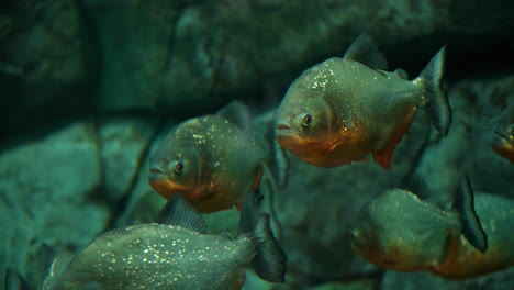 Eine-Schar-Rotbauchiger-Piranhas-Schwimmt-Aus-Nächster-Nähe-Unter-Wasser