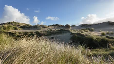 Pan-right-shot-of-sand-dunes-covered-with-Ammophila-on-sunny-day