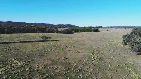 Open-wide-Australian-bushland-with-a-mob-of-kangaroos-in-slow-motion