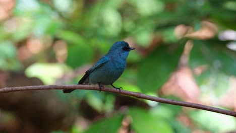 Perched-on-a-horizontal-vine-as-a-black-ant-approaches-as-seen-from-its-back,-turns-around-looking-to-the-right-and-flies-away-to-the-right,-Verditer-Flycatcher-Eumyias-thalassinus,-Thailand