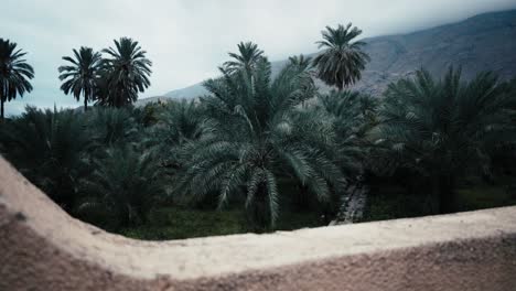 Palmen-Lugen-über-Eine-Ruhige-Mauer
