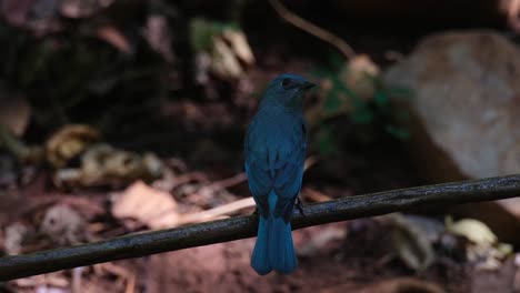 Posado-En-Una-Rama-Sobre-El-Bebedero-Para-Pájaros-Mientras-Se-Ducha-Por-El-Agua-Que-Cae,-Papamoscas-Verditer-Eumyias-Thalassinus,-Tailandia