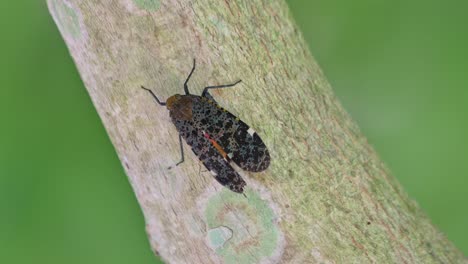 Resting-on-a-diagonal-branch-moving-slightly-with-some-wind-seen-in-the-forest-during-a-bright-sunny-day,-Lantern-Bug,-Penthicodes-variegate,-Thailand