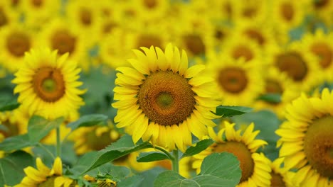 A-time-lapse-of-these-Common-Sunflower-shaking-and-moving-while-bees-come-to-pollinate,-Helianthus-annuus,-Thailand
