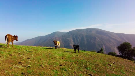 Cows-grazing-in-Mountain-grassland