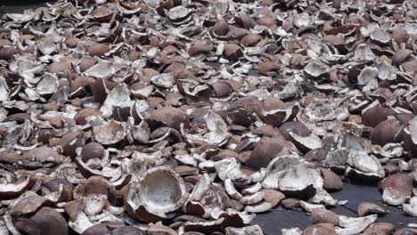 Shattered-husks-of-coconuts-dry-on-table-on-sunny-Polynesian-island