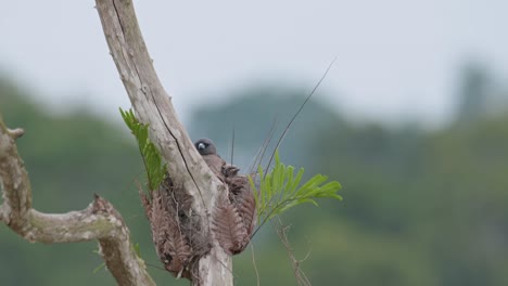 Sitting-in-the-nest-together-with-its-babies-looking-to-the-right-while-grooming-them,-Ashy-Woodswallow-Artamus-fuscus,-Thailand