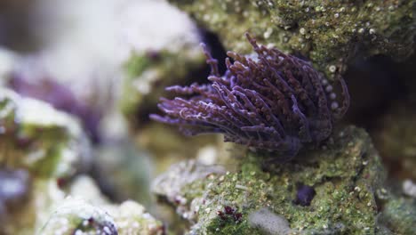 Macro-shot-of-the-purple-sea-coral