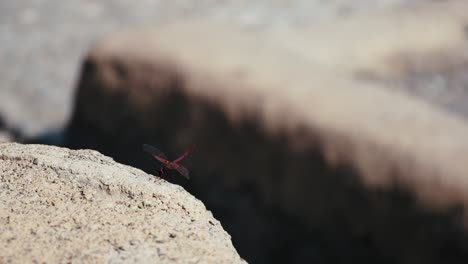 Graceful-dragonfly-in-flight,-showcasing-nature's-elegance